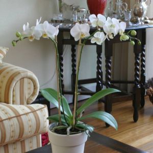 Orchidee Phalaenopsis Wit