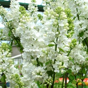 Syringa vulgaris White