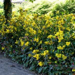 Mahonia Aquifolium Haag