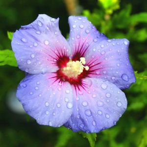 Hibiscus syriacus Blauw