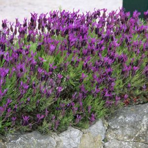 Lavendel Stoechas Anouk 12 cm pot