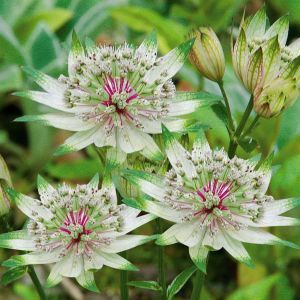 Astrantia White