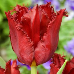 Tulip Fringed Pacific pearl