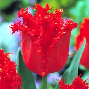Tulip Fringed Valery gergiev