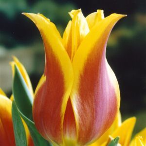 Tulip Lily Flowering Ballade Dream