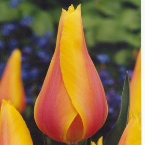 Tulip Lily Flowering Long Lady