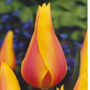Tulpen Leliebloemig Long Lady x 10