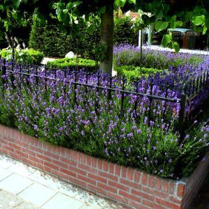 Lavendel angustifolia  Hidcote