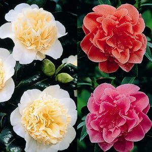 Camellia Japonica (Theeplant) Collectie