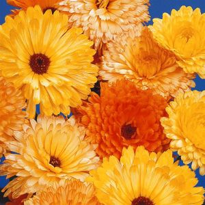 1 4085 Pot Marigold 'Pacfic Beauty'