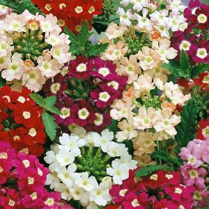 2 4835 Verbena 'Ideal Florist'