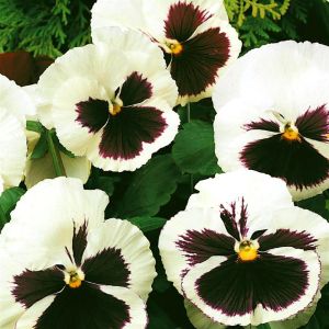 3 5188 Viola Pansy 'Silverbride'