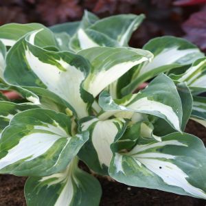 Hosta Vulcan