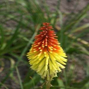 Kniphofia Flaming Torch (Fakkellelie)