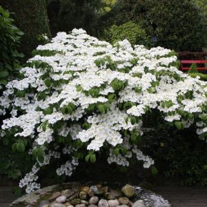 Viburnum plicatum Mariesii