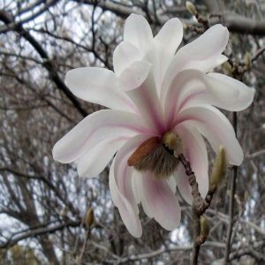 Magnolia stellata Royal Star P9