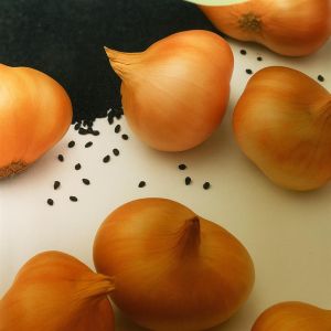 Sjalot Creation F 1 hybr.