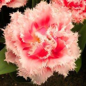 Tulipa Fringed Queensland