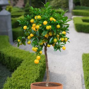 Sinaasappelboompje op Stam 70cm