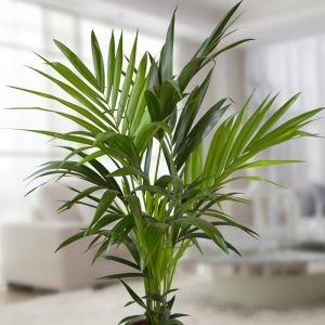 Kentia Howea Forsteriana Palm