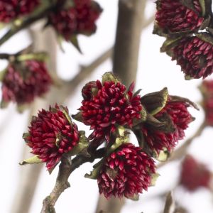 Parrotia Persica