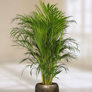 Areca palm Dypsis Lutescens