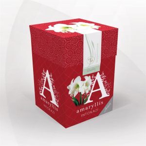 classicbox-intokazi-1