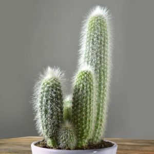 Cactus Cleistocactus