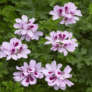 Geurgeranium Pelargonium citriodorum