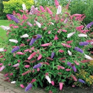 Buddleja mix