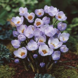 Crocus Chrysanthus Blue Pearl