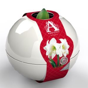 Amaryllis Intokazi Artist