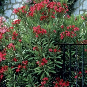 Nerium Oleander Rood