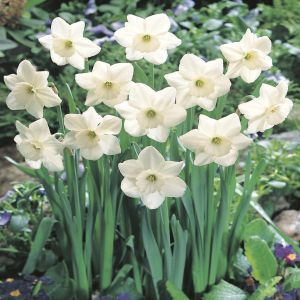 Narcissi large cupped Stainless