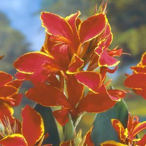 Canna indica Lucifer v1