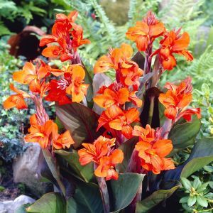 Canna Eric Neubert v1