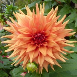 Dahila dec. Orange