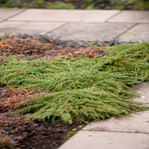 Juniperus Communis Green Carpet