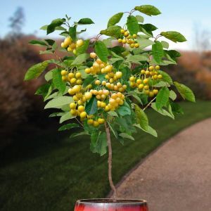 Kersenboom Donissens Gelbe op Stam