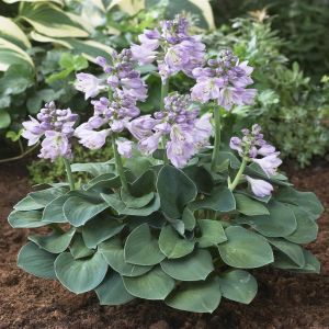 Hosta Blue Mouse Ears