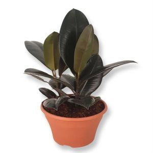 Ficus elastica Abidjan 23 cm schaal.jpg