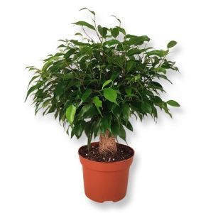 Ficus Kinky Jute 12 cm