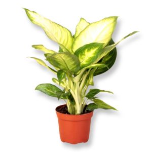 Dieffenbachia Camilla v2