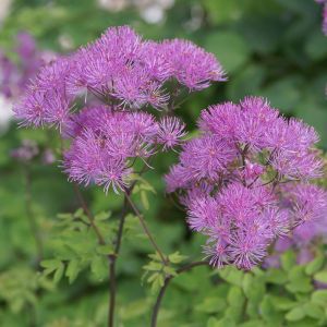 Thalictrum aquilegifolium purpureum 2.JPG