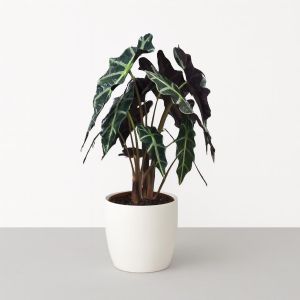 Alocasia polly