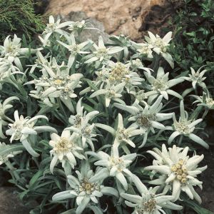 Leontopodium alpinum