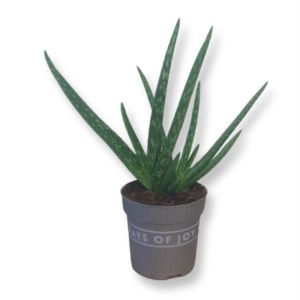 Aloe vera10 cm