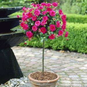 Standard Pot Rose Pink 120/140 cm