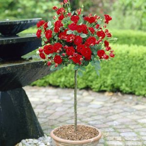 Standard Pot Rose Red 120/140 cm