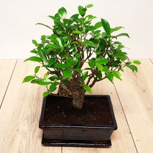 Bonsai Ficus 15 cm pot Broom
